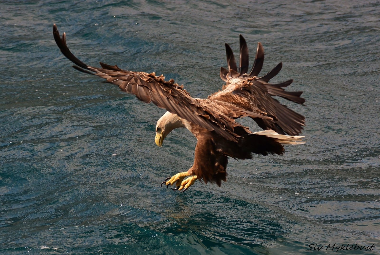 RIB-Lofoten-DSC_4518-1920px