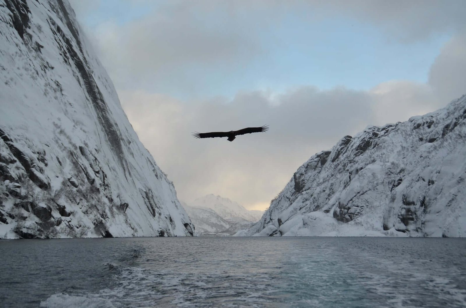 havørn safari trollfjord cruise vinter